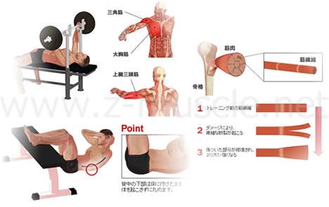 筋力トレーニングを豊富な図説で解説