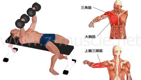 ダンベル・ベンチプレス：大胸筋の筋力トレーニング