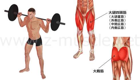 スクワット：大腿四頭筋の筋力トレーニング